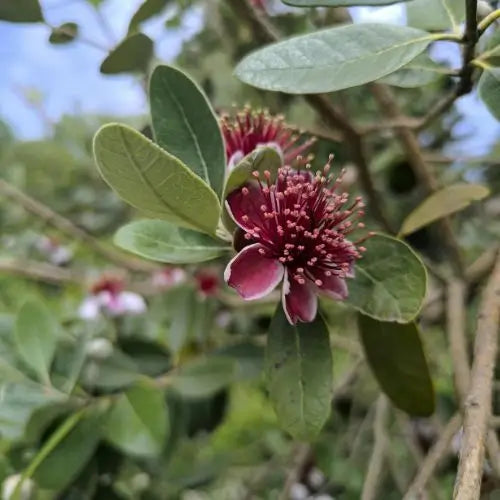 Semillas de Tu Árbol Tropical de Guayaba Roja Orgánica