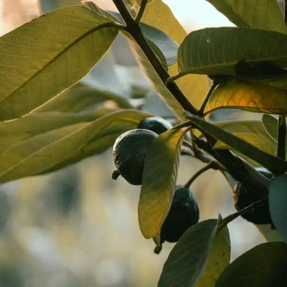 Semillas de Tu Árbol Tropical de Guayaba Roja Orgánica