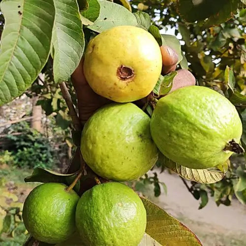 Semillas de Tu Árbol Tropical de Guayaba Roja Orgánica