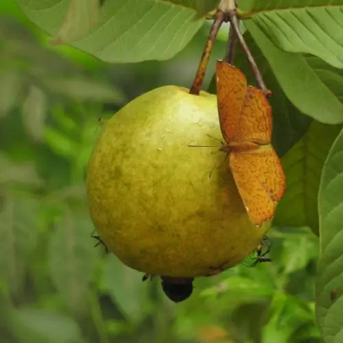 Semillas de Tu Árbol Tropical de Guayaba Roja Orgánica
