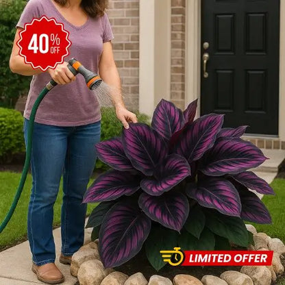 Semillas de Hosta Moradas y Negras - Colección Especial