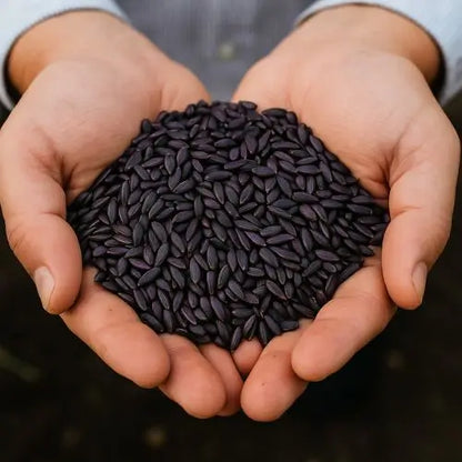 Semillas de Hosta Moradas y Negras - Colección Especial