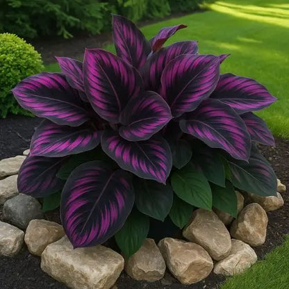 Semillas de Hosta Moradas y Negras - Colección Especial