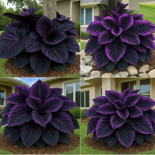 Semillas de Hosta Moradas y Negras - Colección Especial