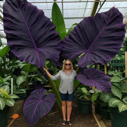 Semillas de Hosta Moradas y Negras - Colección Especial