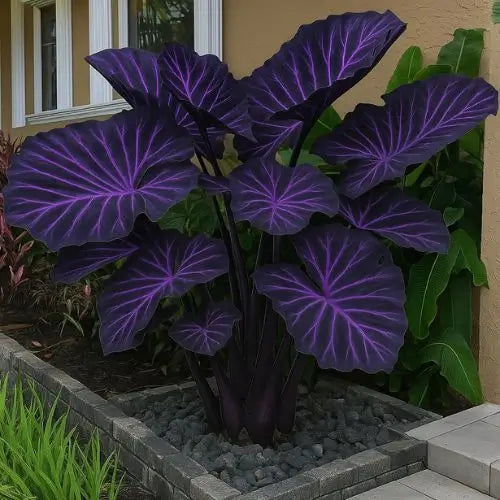 Semillas de Hosta Moradas y Negras - Colección Especial