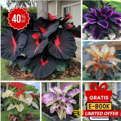 Semillas de Hosta Roja y Negra - Colección Especial