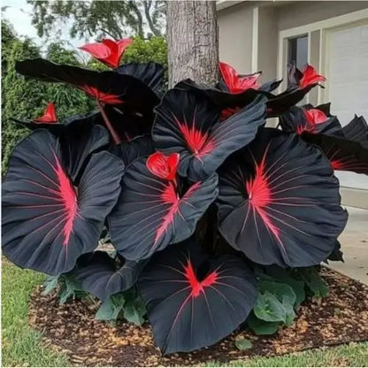 Semillas de Hosta Roja y Negra - Colección Especial