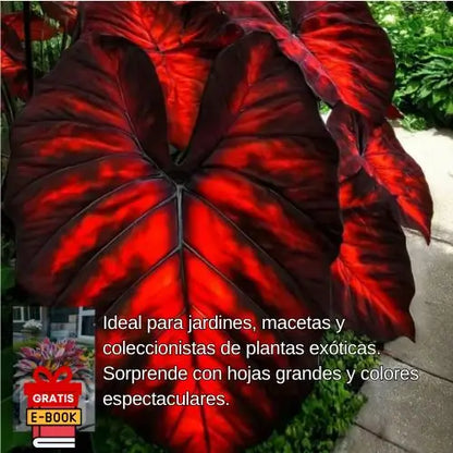 Semillas de Hosta Roja y Negra - Colección Especial