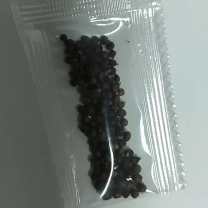 Semillas de Hosta Roja y Negra - Colección Especial