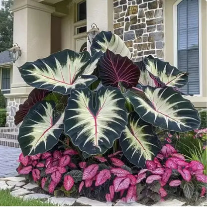 Semillas de Hosta Roja y Negra - Colección Especial