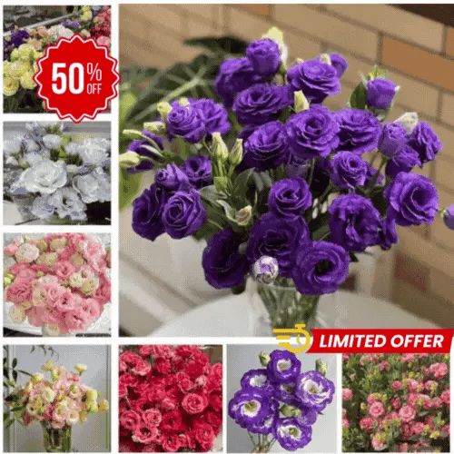 Semillas de Lisanthus, Rosa Eustoma sin espinas