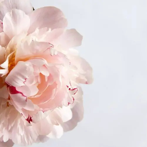 Jardín Exclusivo Con Semillas de Peonías