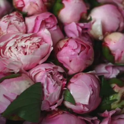 Jardín Exclusivo Con Semillas de Peonías