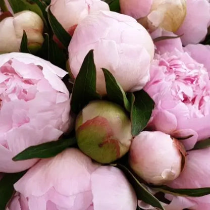 Jardín Exclusivo Con Semillas de Peonías