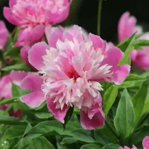 Jardín Exclusivo Con Semillas de Peonías