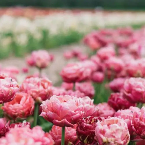 Jardín Exclusivo Con Semillas de Peonías