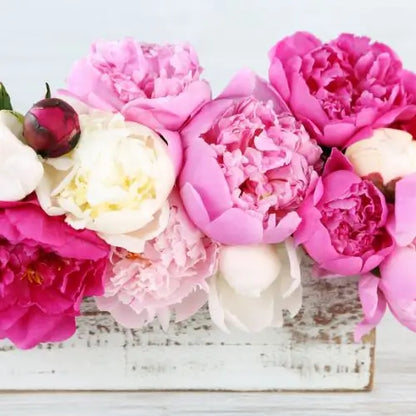 Jardín Exclusivo Con Semillas de Peonías