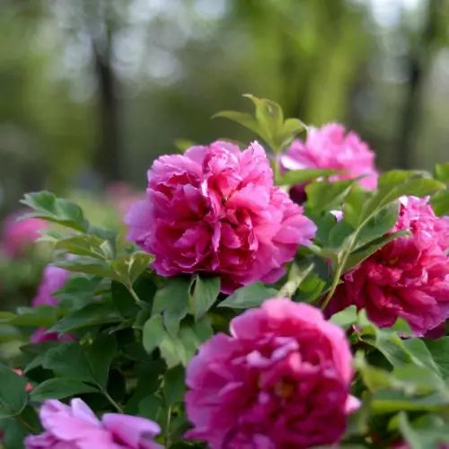 Jardín Exclusivo Con Semillas de Peonías