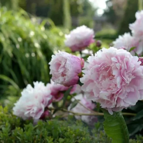 Jardín Exclusivo Con Semillas de Peonías