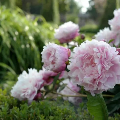 Jardín Exclusivo Con Semillas de Peonías