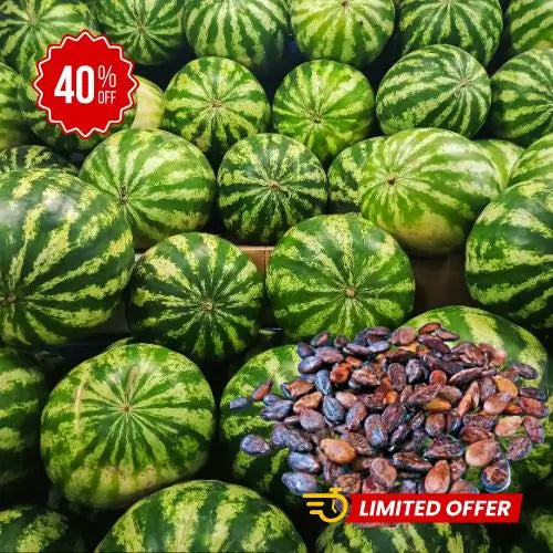 Semillas de Sandía Express Baby