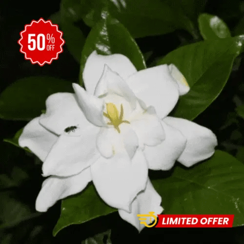 Semillas de Jazmín Doble Paz y Perfume