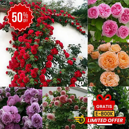 Semillas Rosas Mágicas Trepadoras ✨🌸