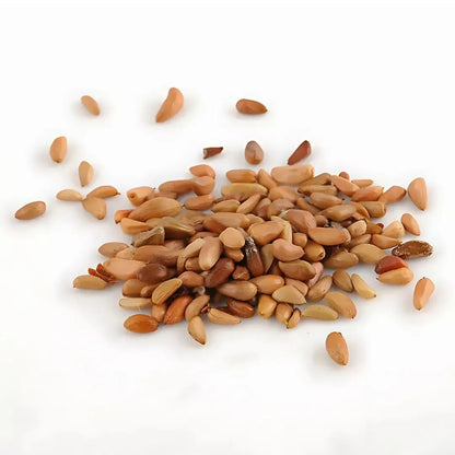 Semillas Rosa Trepadora