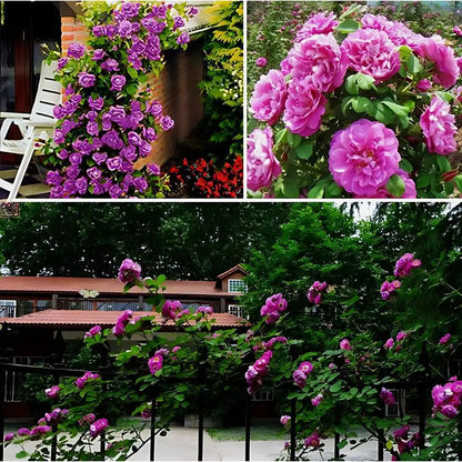 Semillas Rosas Mágicas Trepadoras ✨🌸