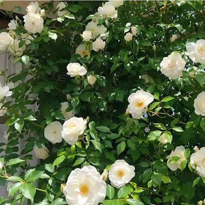 Semillas Rosa Trepadora