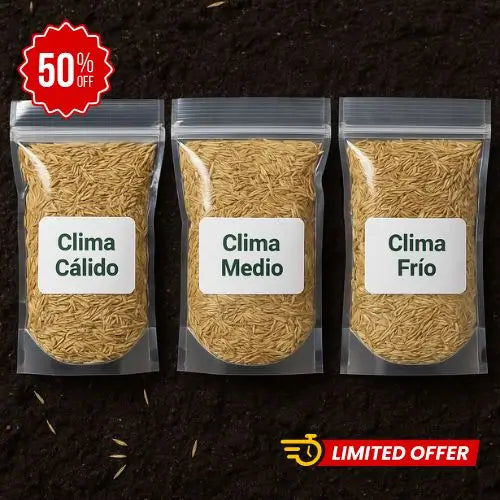 Césped Fácil 360 – Semillas Naturales