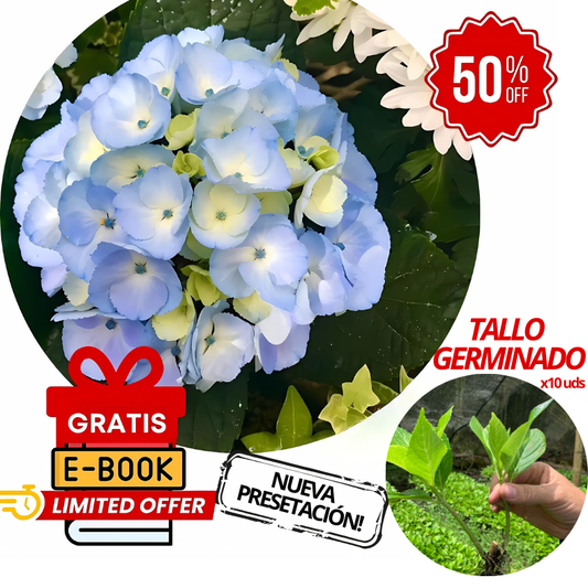 Plántulas Germinadas de Hortensias - Transformando Espacios Verdes