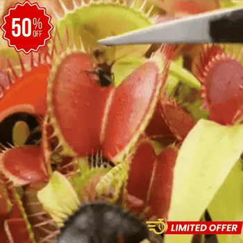 InsectGuard Venus - elimina insectos y decora al mismo tiempo