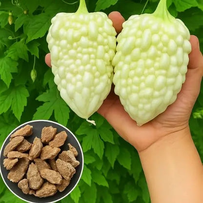 Semillas Melón Blanco – Exótica fruta oriental para tu bienestar