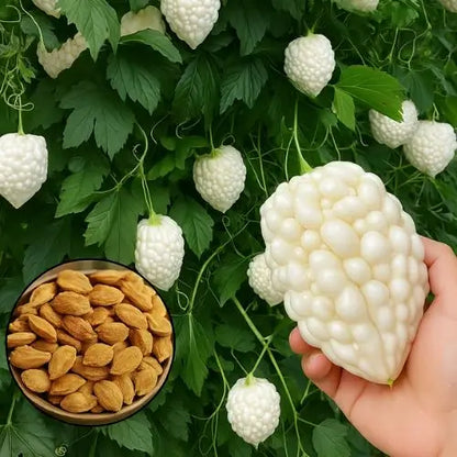 Semillas Melón Blanco – Exótica fruta oriental para tu bienestar