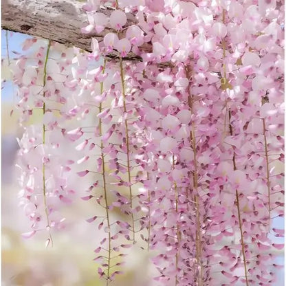 Combo Floral  Glicinias + Hortensia - Dúo Regalo de la Naturaleza