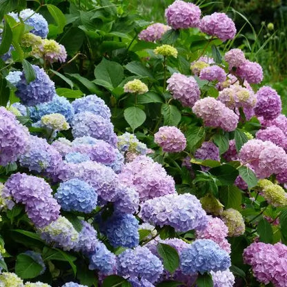 Combo Floral  Glicinias + Hortensia - Dúo Regalo de la Naturaleza