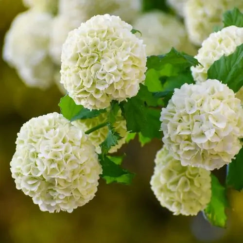 Combo Floral  Glicinias + Hortensia - Dúo Regalo de la Naturaleza