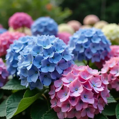 Combo Floral  Glicinias + Hortensia - Dúo Regalo de la Naturaleza
