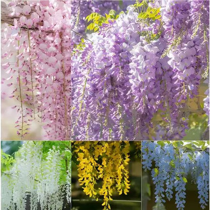 Combo Floral  Glicinias + Hortensia - Dúo Regalo de la Naturaleza