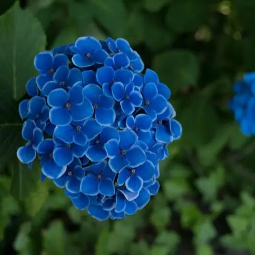 Combo Floral  Glicinias + Hortensia - Dúo Regalo de la Naturaleza