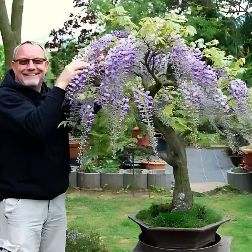 Combo Floral  Glicinias + Hortensia - Dúo Regalo de la Naturaleza