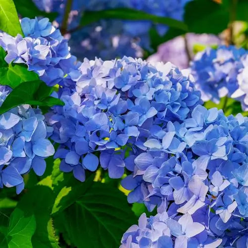 Combo Floral  Glicinias + Hortensia - Dúo Regalo de la Naturaleza