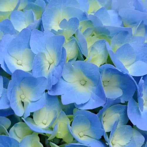 Combo Floral  Glicinias + Hortensia - Dúo Regalo de la Naturaleza