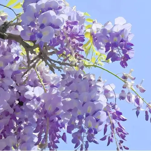 Combo Floral  Glicinias + Hortensia - Dúo Regalo de la Naturaleza
