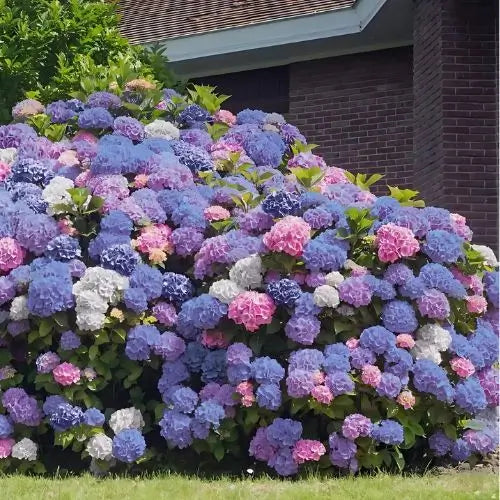 Combo Floral  Glicinias + Hortensia - Dúo Regalo de la Naturaleza