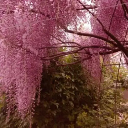 Combo Floral  Glicinias + Hortensia - Dúo Regalo de la Naturaleza