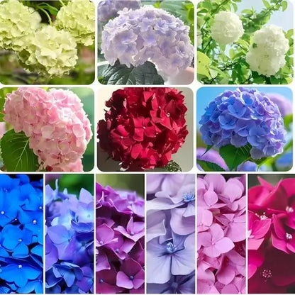 Combo Floral  Glicinias + Hortensia - Dúo Regalo de la Naturaleza