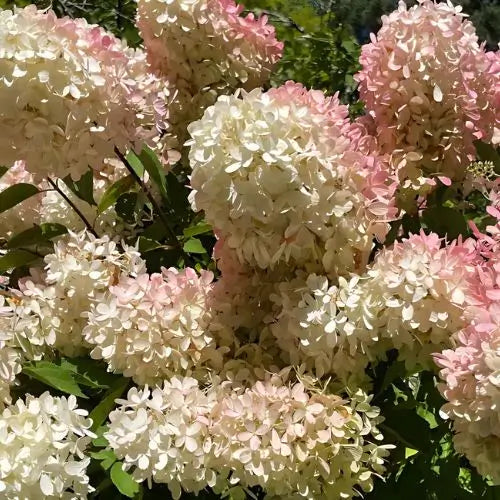 Combo Floral  Glicinias + Hortensia - Dúo Regalo de la Naturaleza